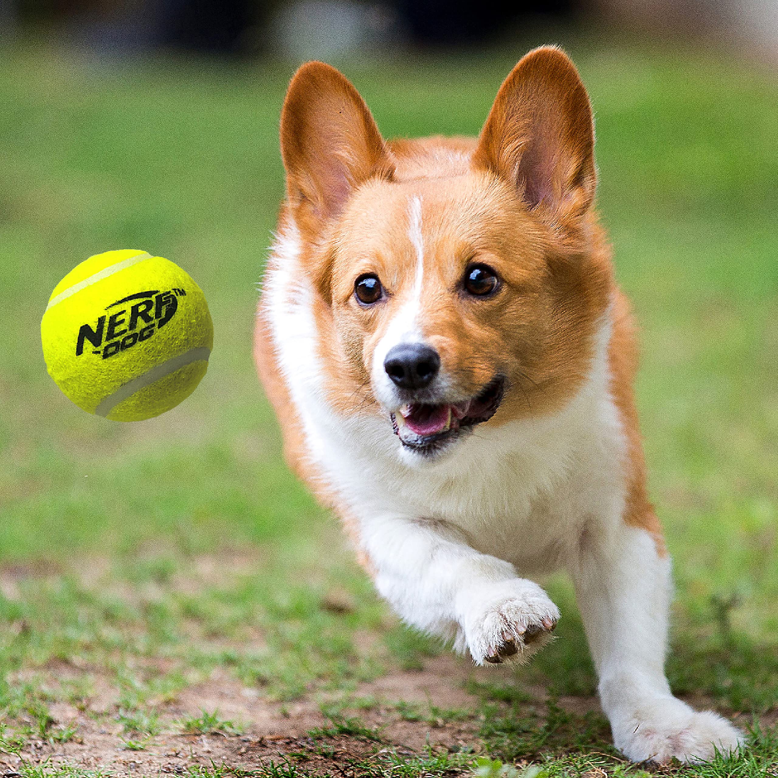Nerf Dog Small Tennis Ball Blaster Gift Set | Launches up to 35ft | Includes 3 Balls | Translucent Blue 2
