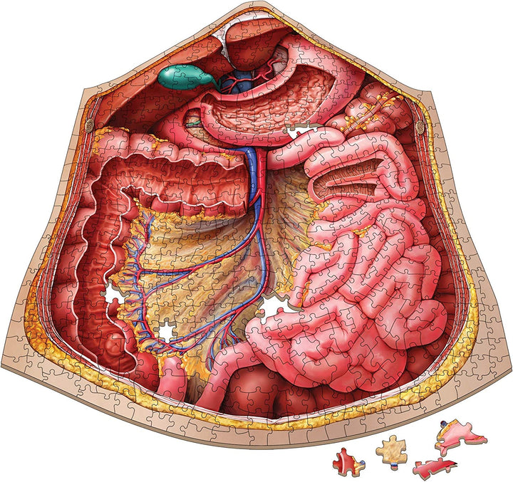 Dr. Livingston's Human Anatomy 500 Piece Jigsaw Puzzle - Educational Learning To