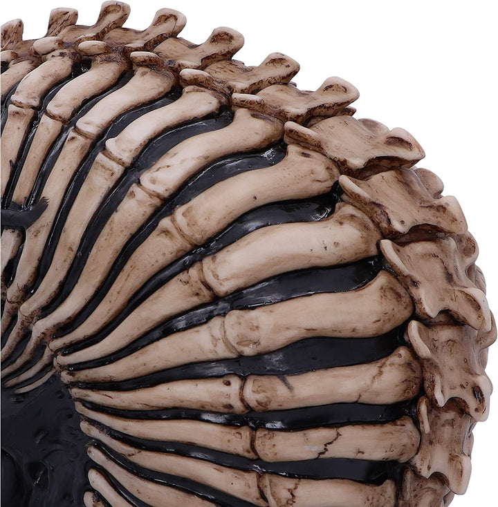 Nemesis Now Officially Licensed James Ryman Spine Head Skull Skeleton Ornament,